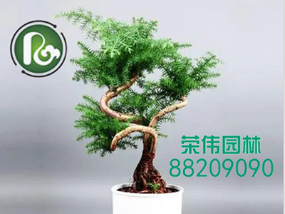苗木租赁