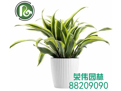 苗木租赁