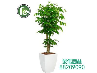 苗木租赁