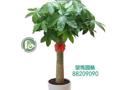 苗木租赁