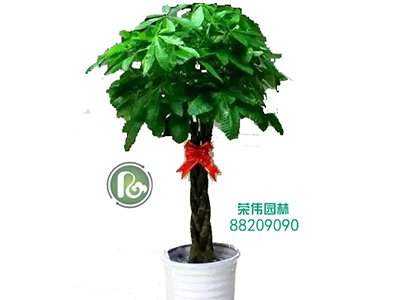 苗木租赁