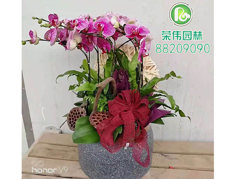 大花蕙兰