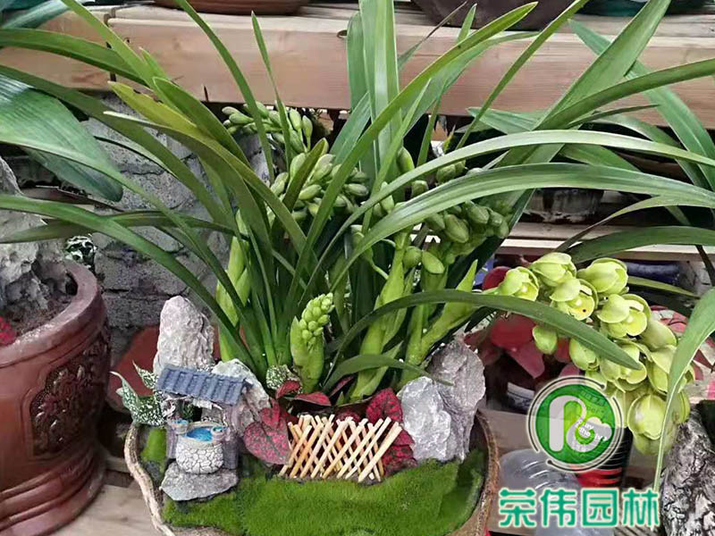 大花蕙兰