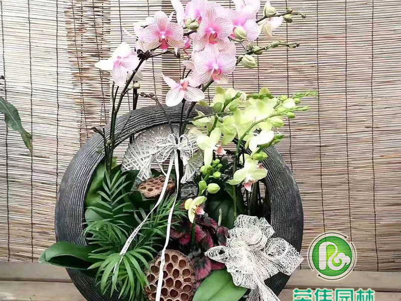 大花蕙兰