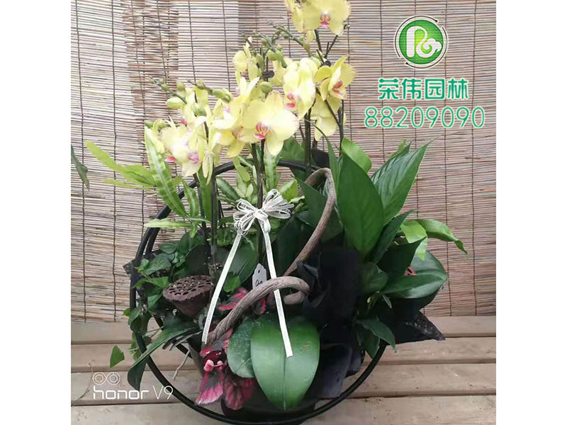 大花蕙兰