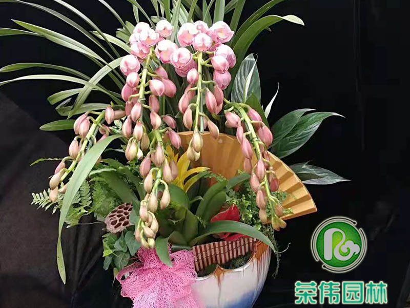 大花蕙兰