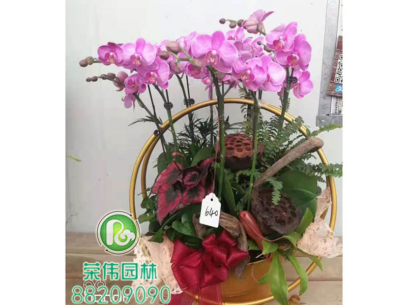 大花蕙兰
