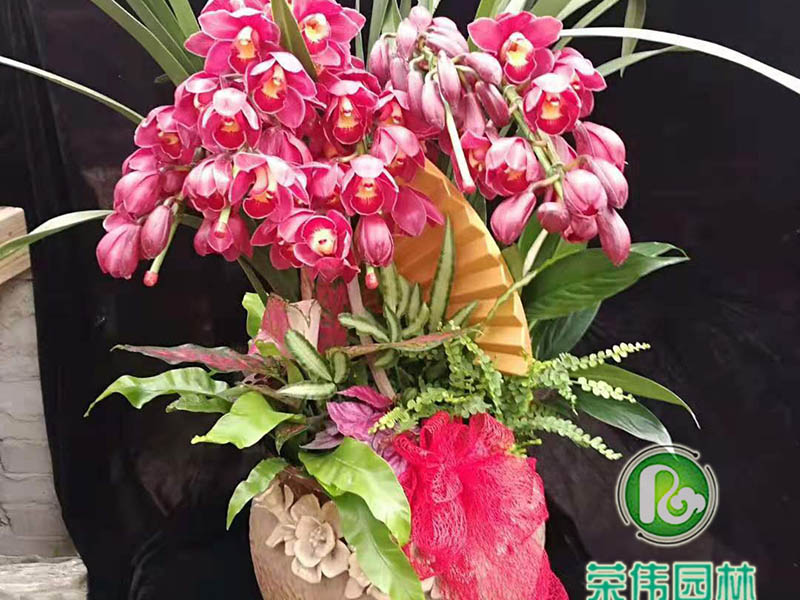 大花蕙兰