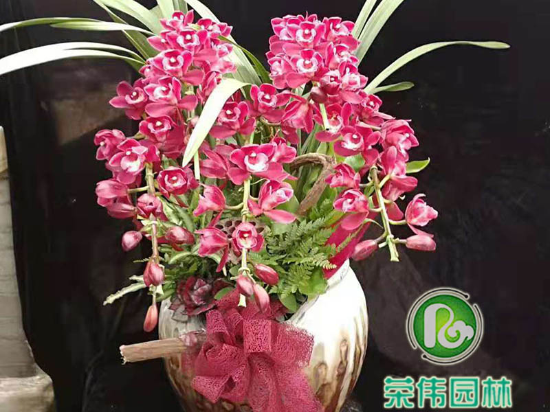 大花蕙兰