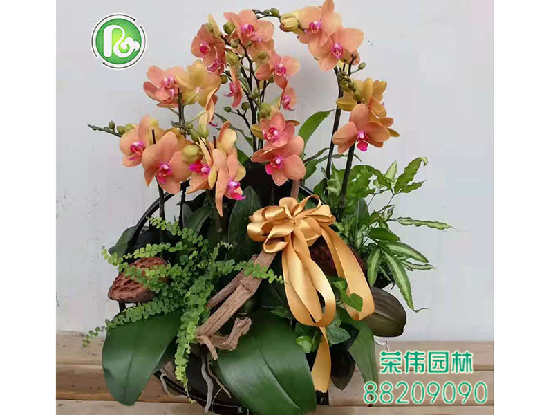 大花蕙兰