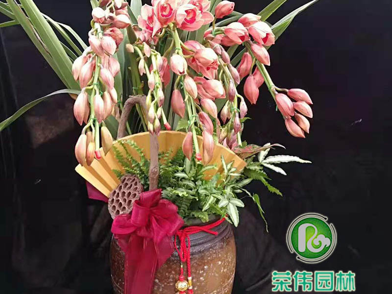 大花蕙兰