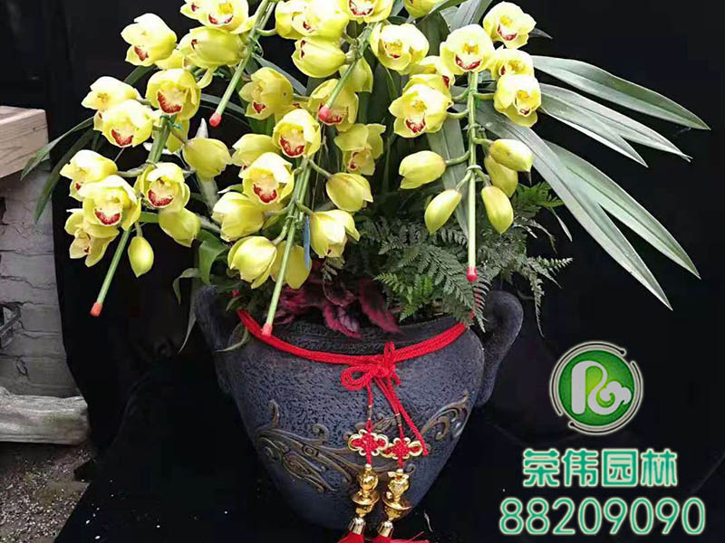 大花蕙兰
