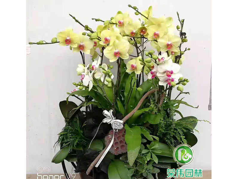 蝴蝶兰