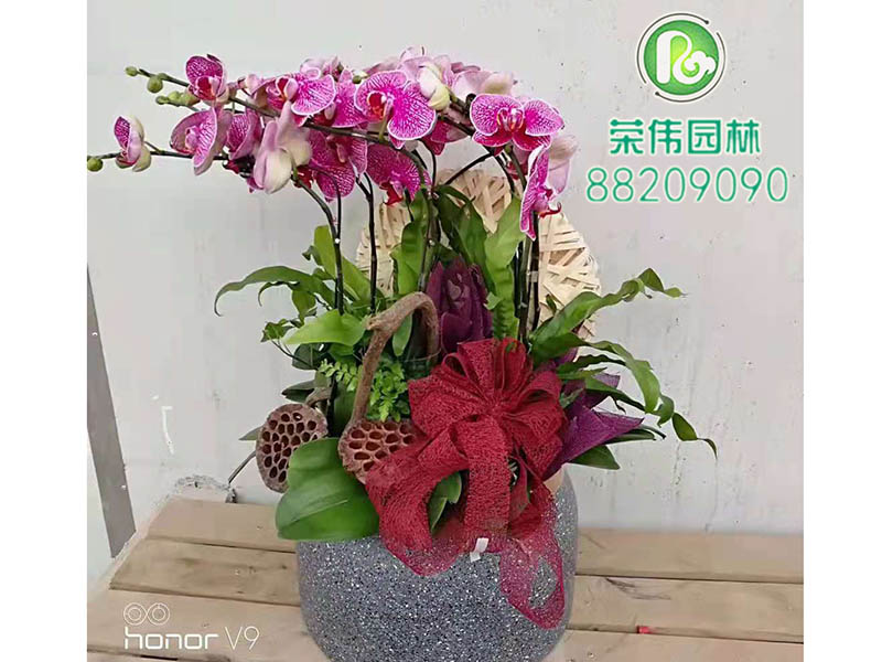 蝴蝶兰