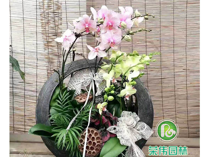 蝴蝶兰