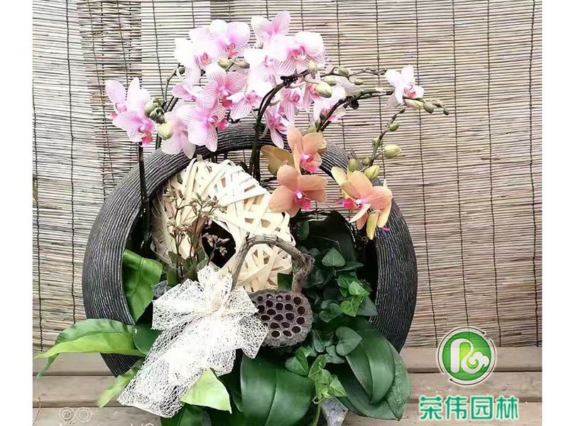 蝴蝶兰