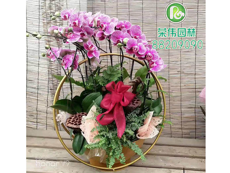 蝴蝶兰