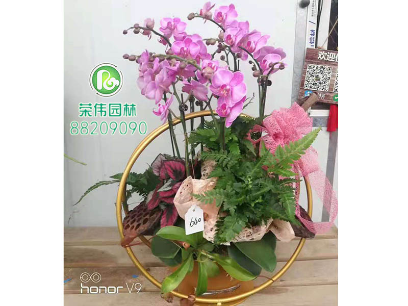 蝴蝶兰