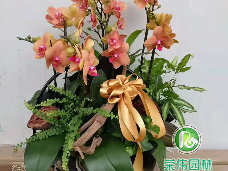 蝴蝶兰