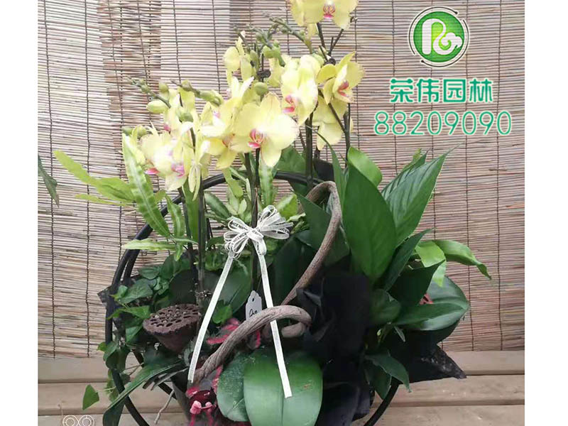 蝴蝶兰