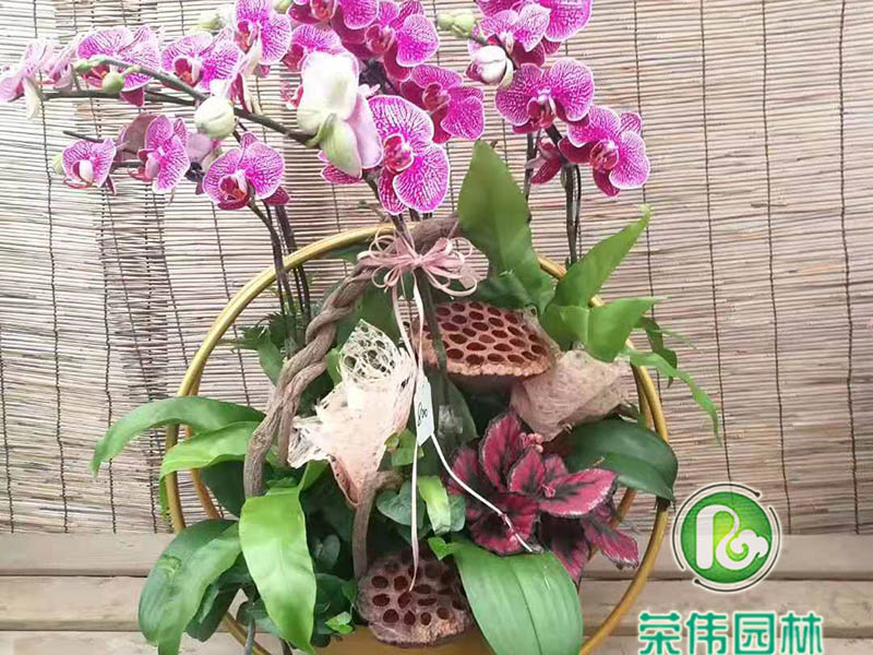 蝴蝶兰