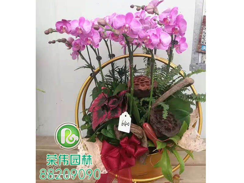 蝴蝶兰