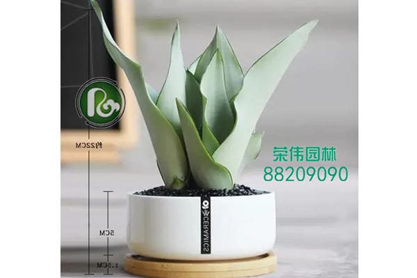 白叶虎皮兰吸收甲醛净化空气