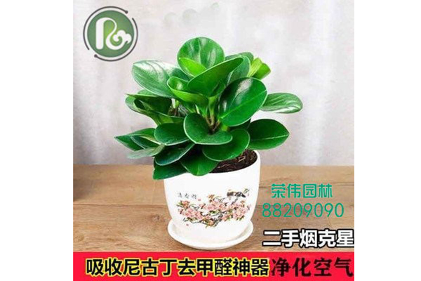 碧玉吸收甲醛净化空气