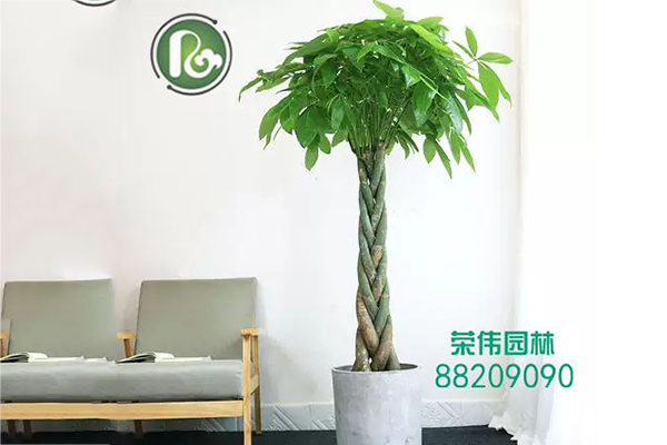 辫子发财树2吸收甲醛净化空气