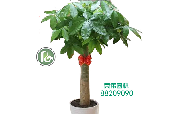 单杆发财树吸收甲醛净化空气