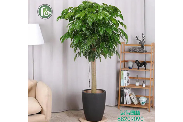 单杆幸福树吸收甲醛净化空气