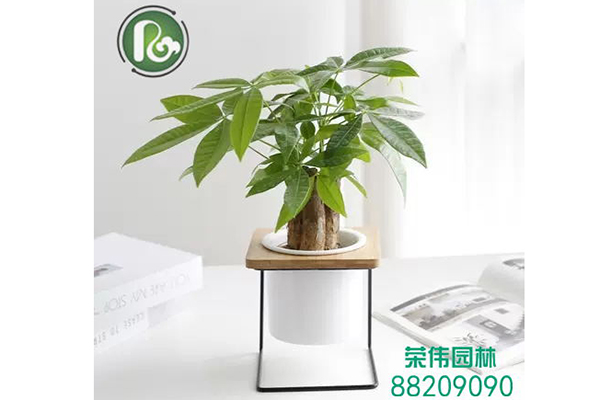 单头发财树吸收甲醛净化空气