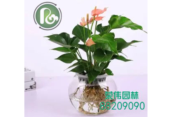 粉掌长期开花