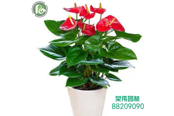 红掌长期开花