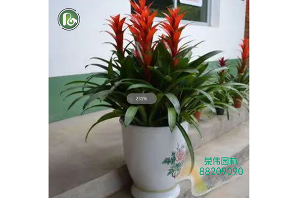 鸿运当头长期开花