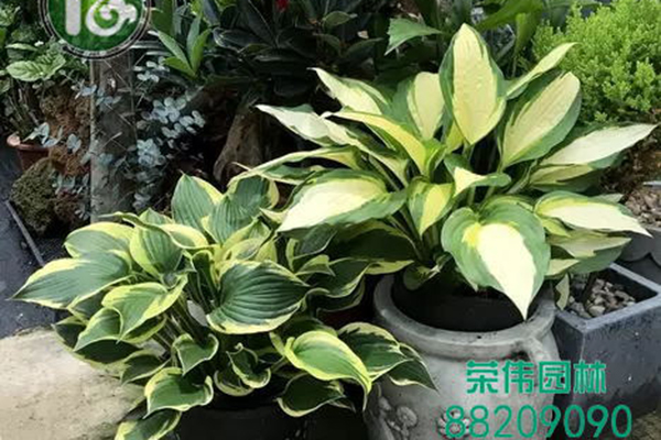 花叶万年青吸收甲醛净化空气
