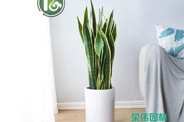 金边虎皮兰吸收甲醛净化空气