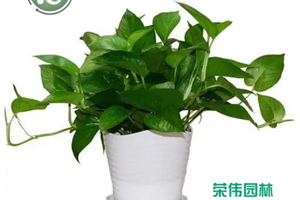 绿萝吊兰吸收甲醛净化空气