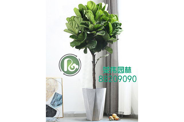 琴叶榕2吸收甲醛净化空气