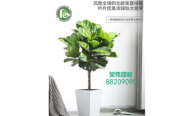 琴叶榕吸收甲醛净化空气