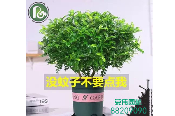 清香木吸收甲醛净化空气