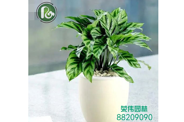 蜻蜓竹芋吸收甲醛净化空气