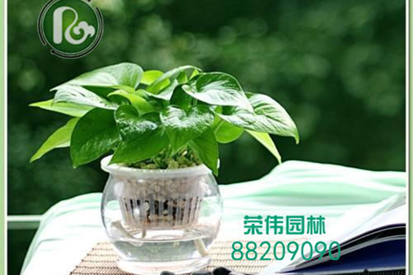 水培绿萝吸收甲醛净化空气