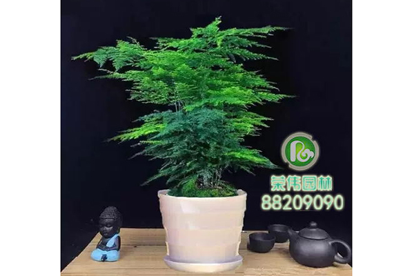 文竹吸收甲醛净化空气