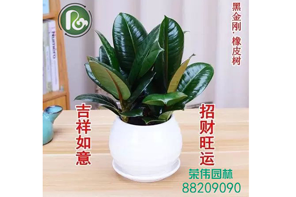 象皮吸收甲醛净化空气