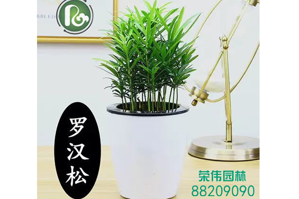 小罗松吸收甲醛净化空气