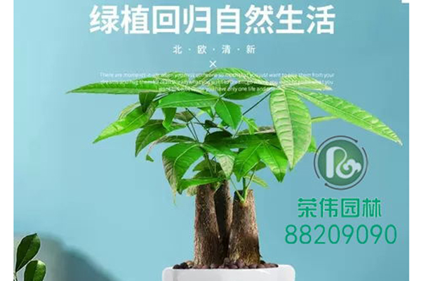 小三杆发财树吸收甲醛净化空气