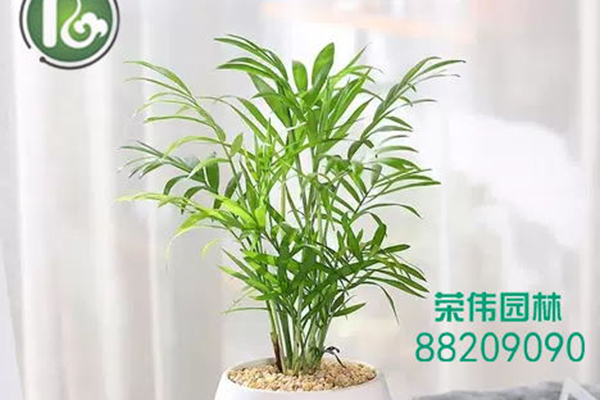 袖珍椰子吸收甲醛净化空气