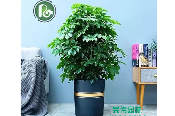 摇钱树吸收甲醛净化空气